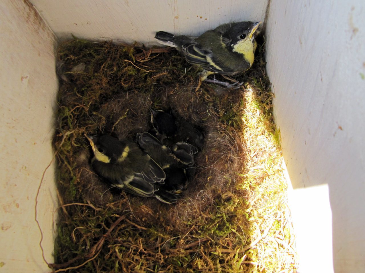 Indovinello: Cosa sono?