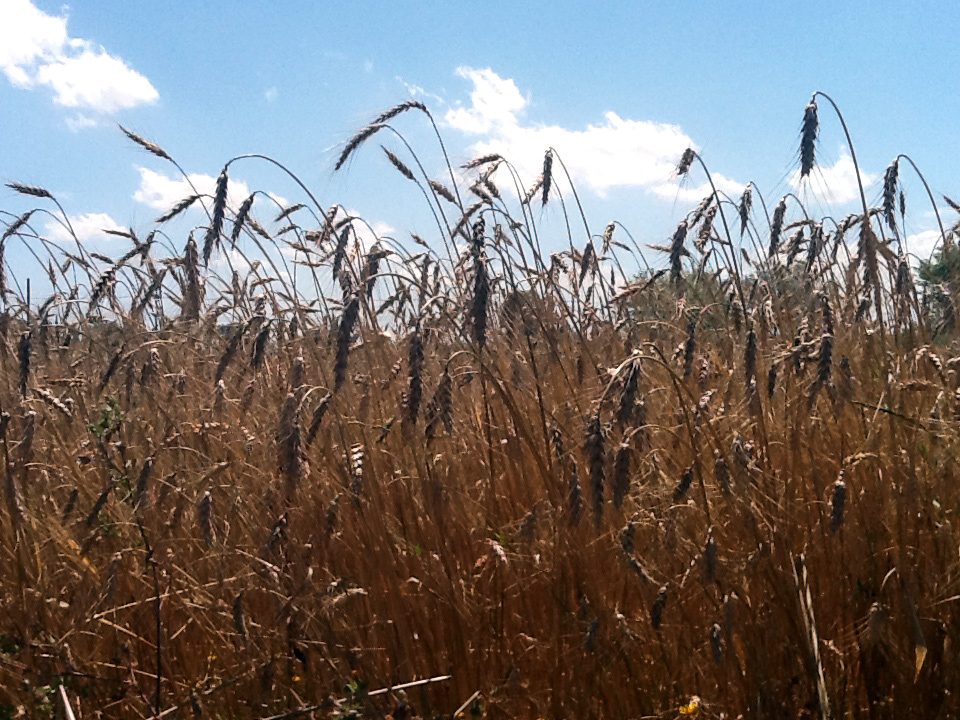Grani antichi per il futuro
