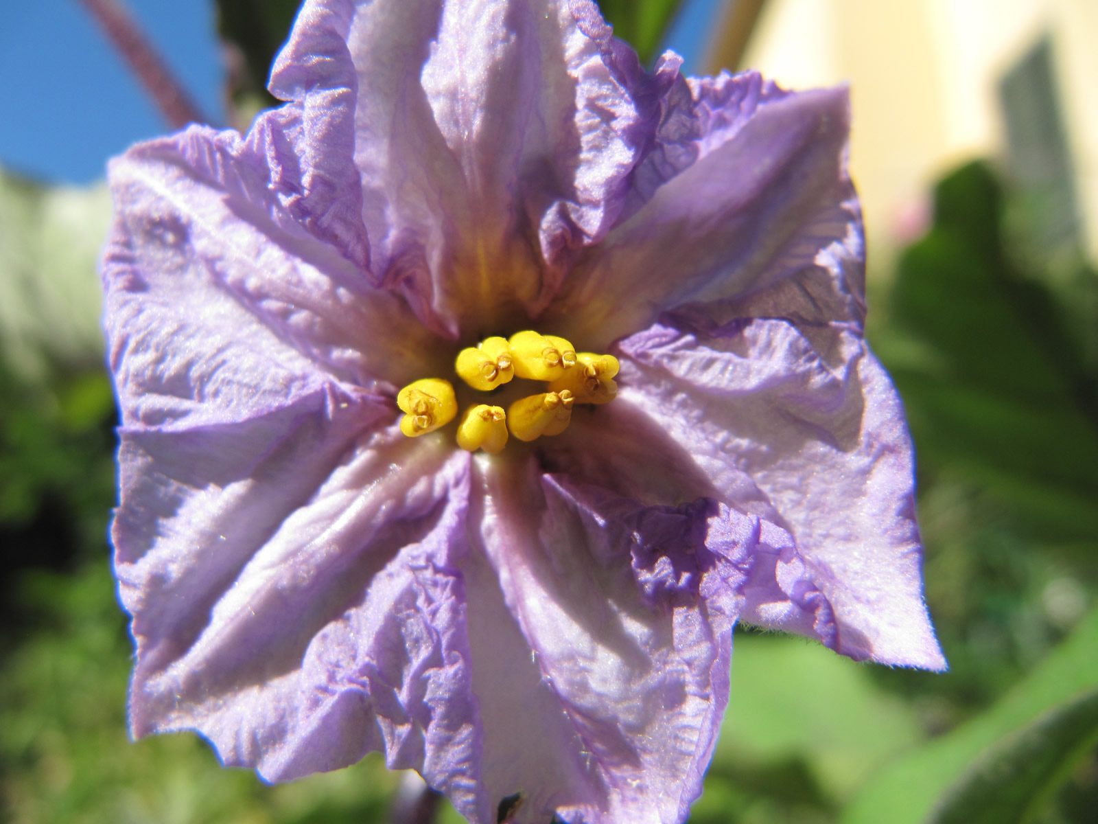Nursery Ortiva di tarda estate
