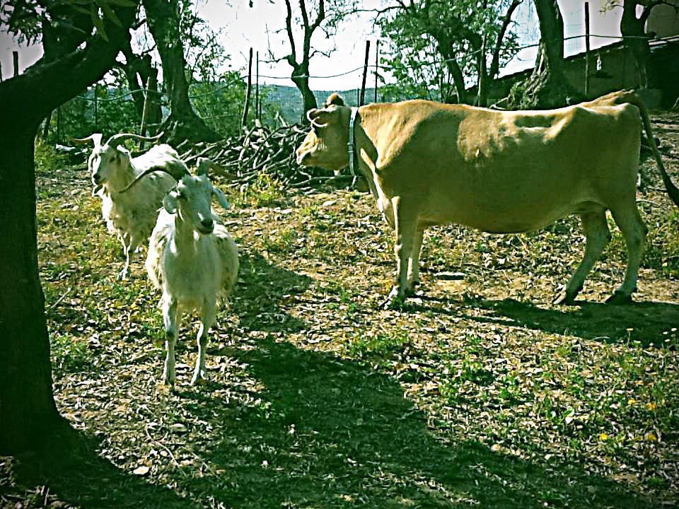 Una mucca marrone e due capre bianche si trovano su un terreno erboso con ramoscelli e alberi sparsi, racchiusi da una recinzione metallica, sotto la luce del sole in un ambiente rurale all'aperto.