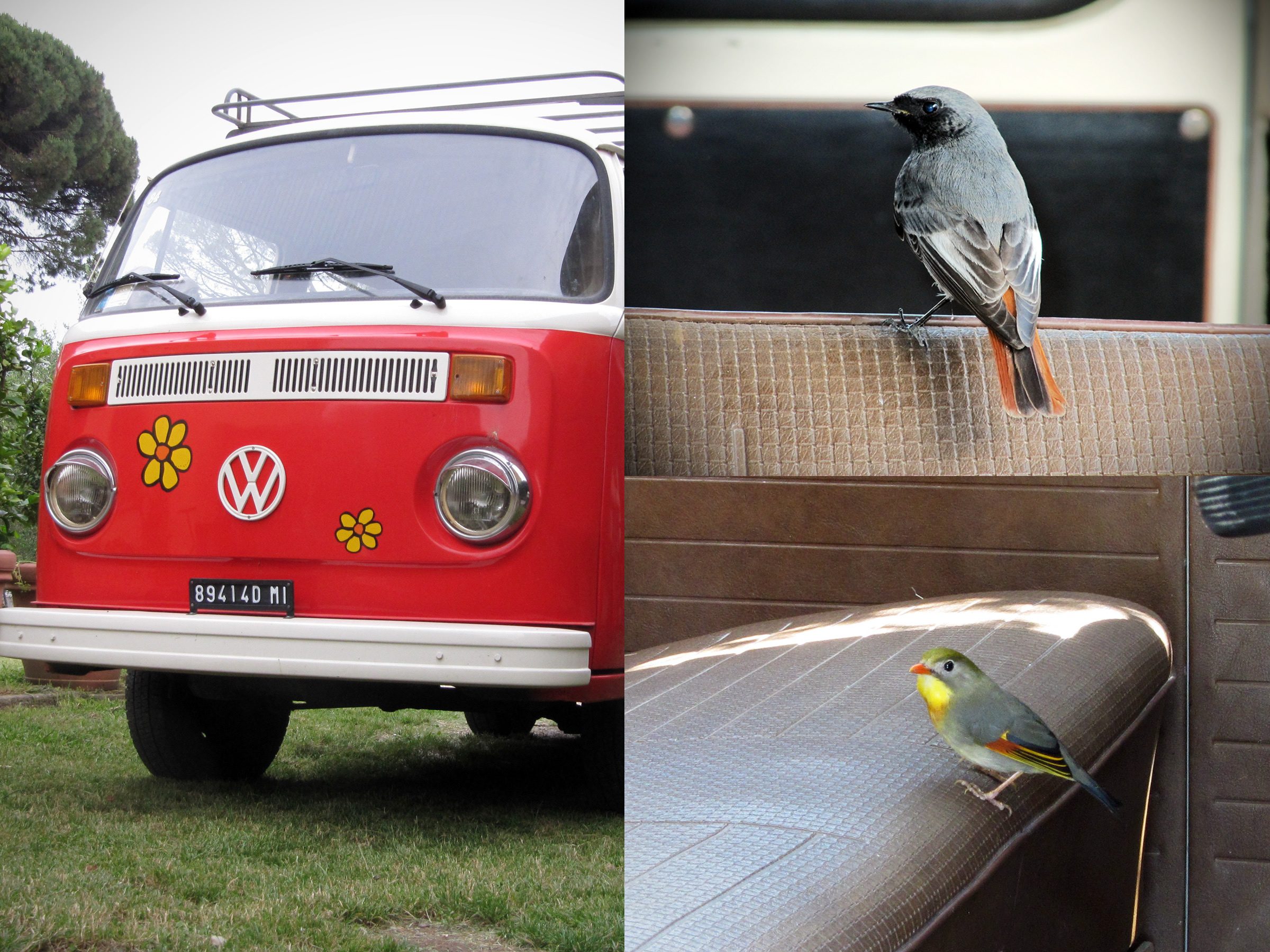 Il pulmino che piace agli uccellini