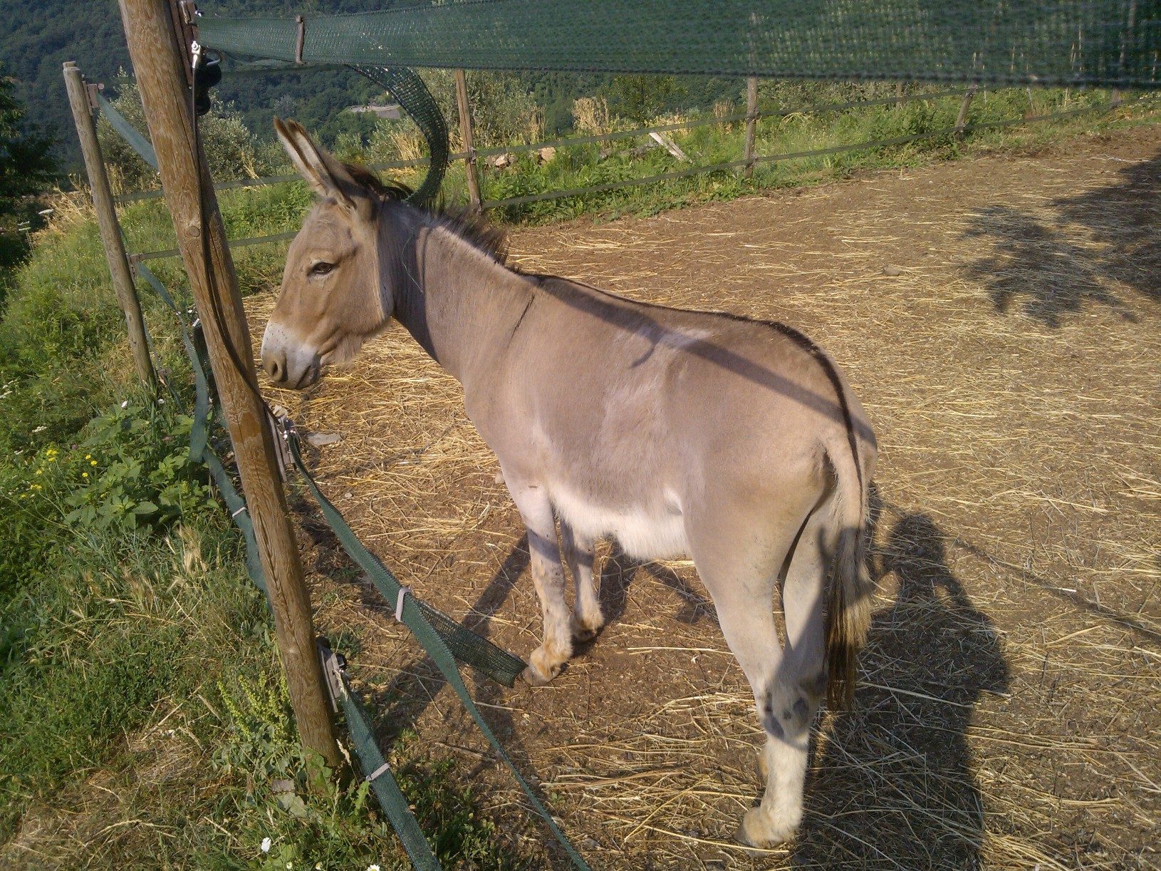 Asinello Sardo Intero cerca Casa