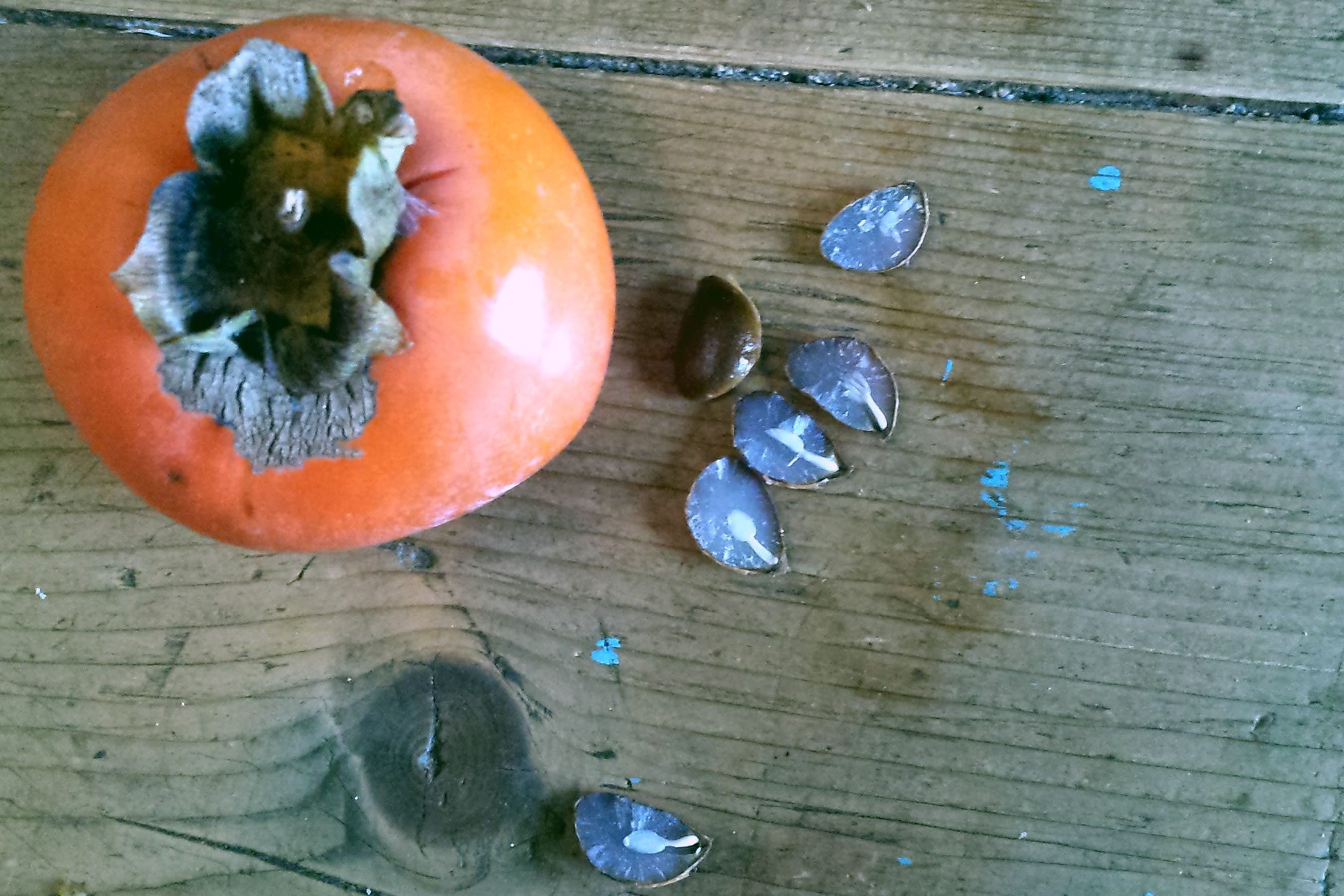 Posate nel seme di Caco (kako, o loto o cachi)