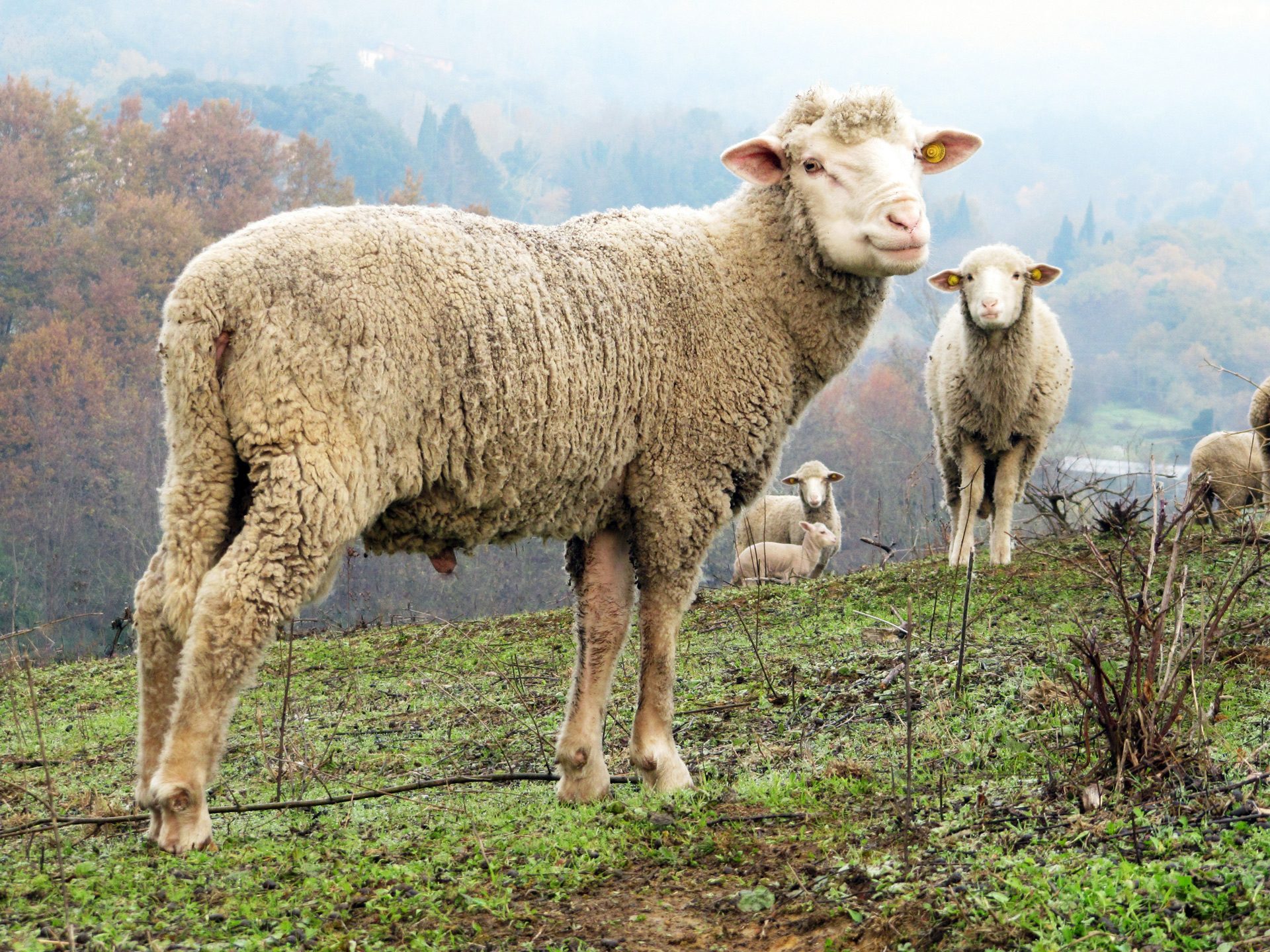 Pecore merinos delaine