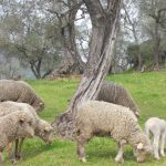 Cinque pecore e un agnello pascolano sull'erba verde vicino a un albero contorto in un campo con altri alberi sullo sfondo.
