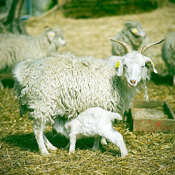 Blog Orto degli Ulivi