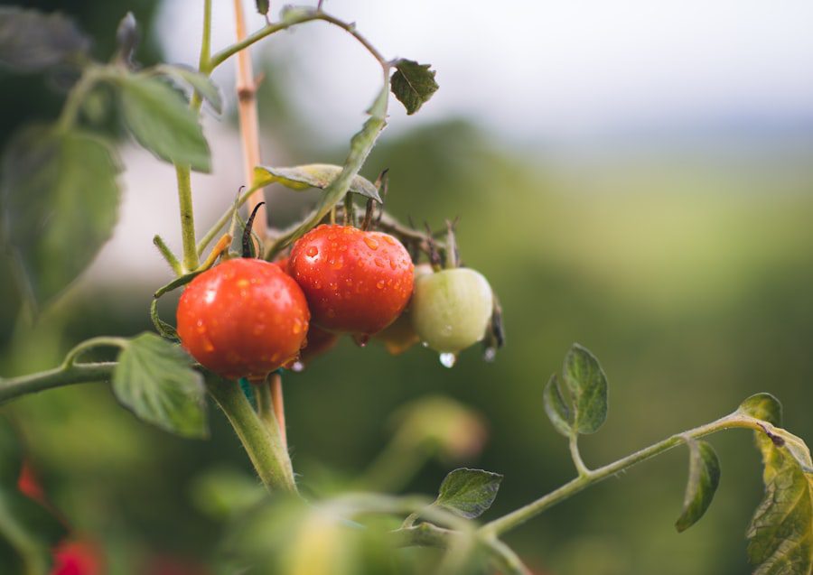 Olio Bio e pomodori freschi dell'orto. Una coppia vincente per la salute e per il gusto.