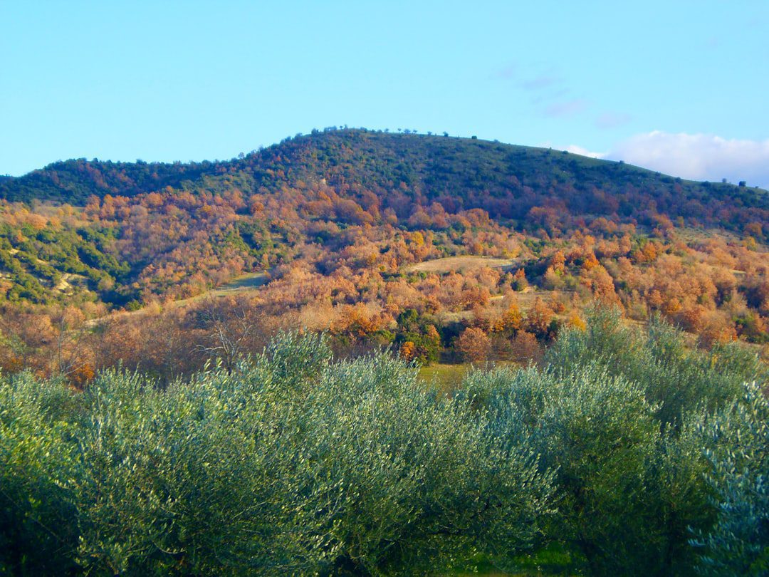 Una collina boscosa con alberi dai colori autunnali sotto un cielo azzurro e limpido, con ulivi in primo piano. Una collina boscosa con alberi dai colori autunnali sotto un cielo azzurro e limpido, con ulivi in primo piano.